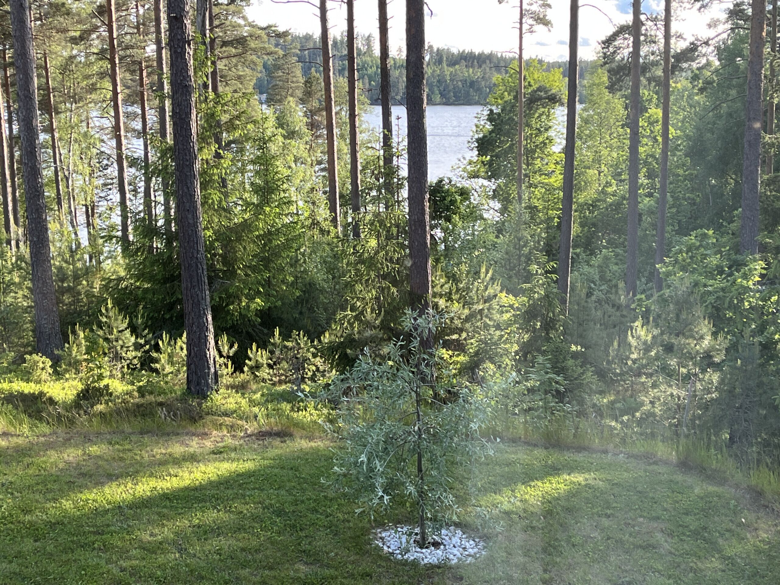 A forested area with a small tree in the foreground and a body of water in the background.