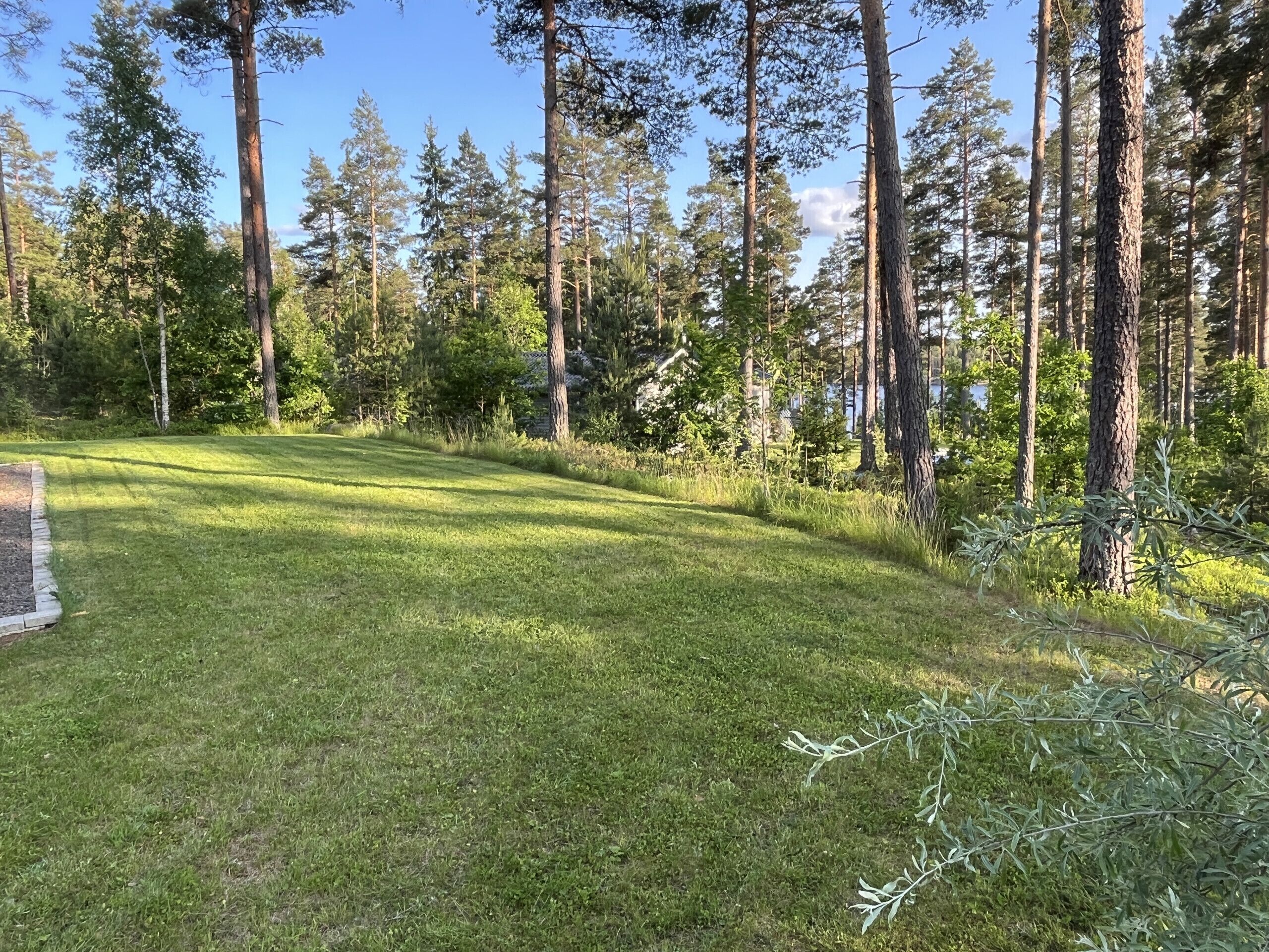 Eine grüne Rasenfläche mit hohen Bäumen und blauem Himmel.