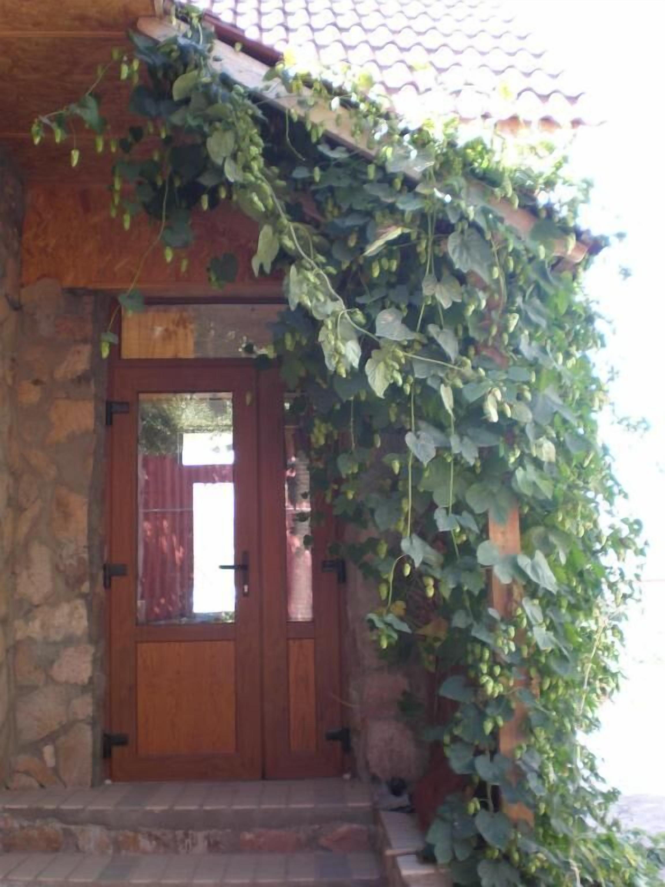 Puerta de madera con un panel de vidrio, rodeada de hiedra trepadora.
