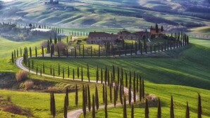A rural landscape with rolling hills, a winding road, and a row of tall trees.