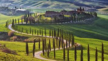 A rural landscape with rolling hills, a winding road, and a row of tall trees.