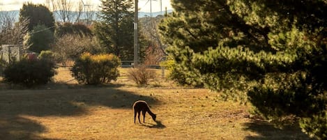 A grassy field with a single animal grazing, surrounded by trees and a utility pole.