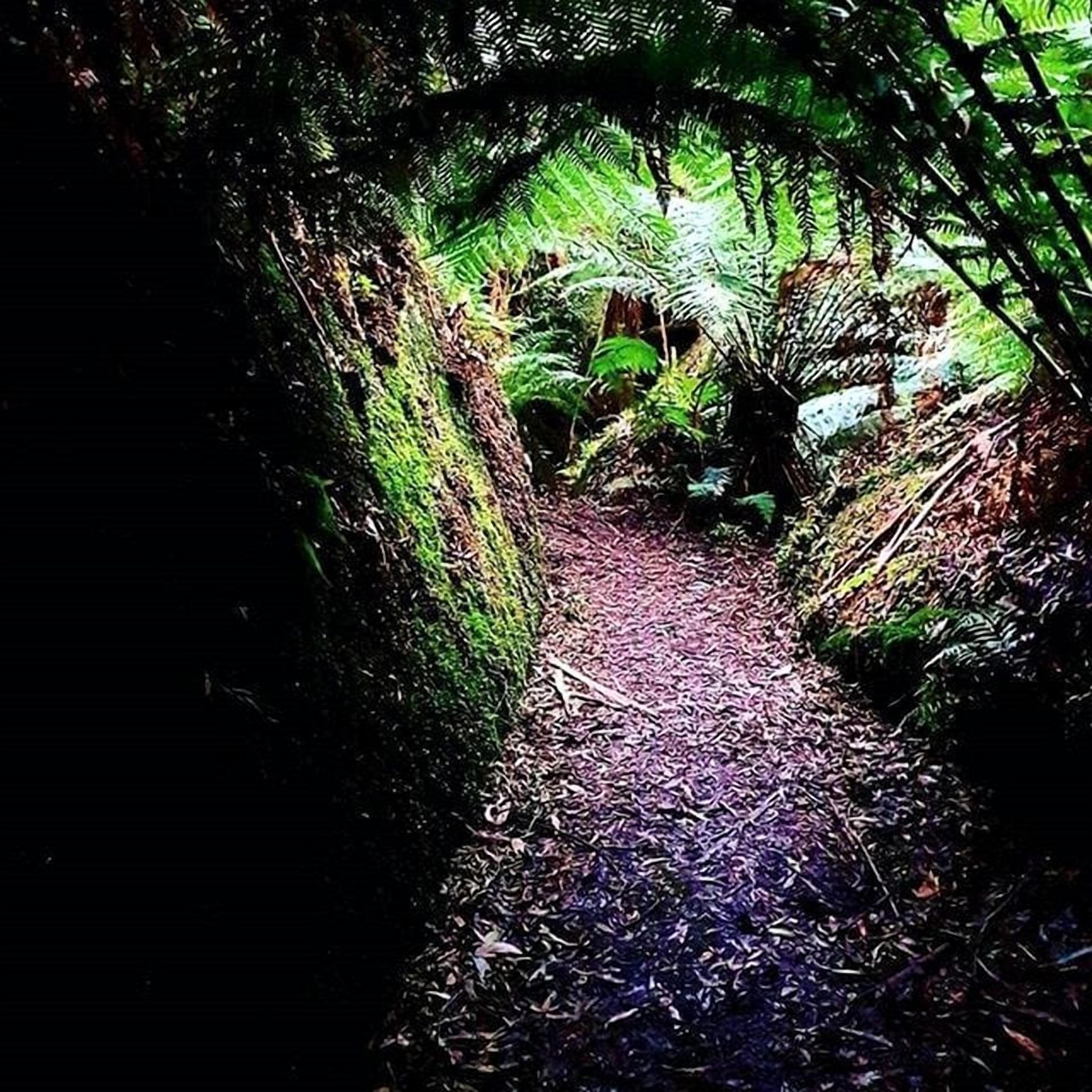 A forest path surrounded by dense foliage.