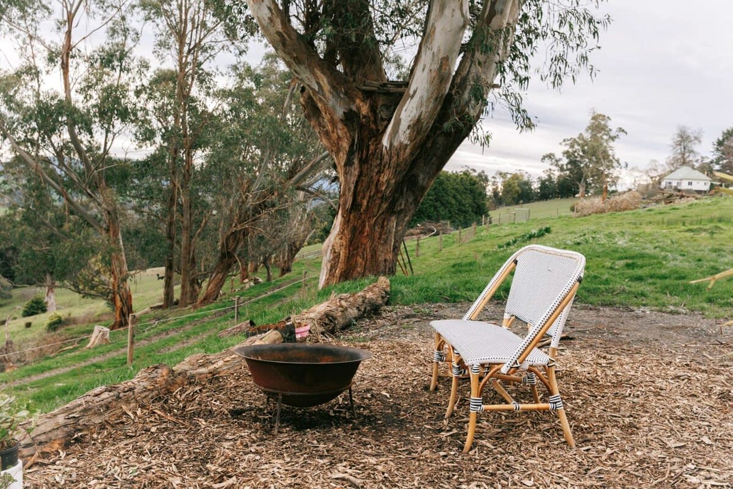 A rustic outdoor setting with a large tree, a metal bowl, and a wicker chair on a ground covered with wood chips.