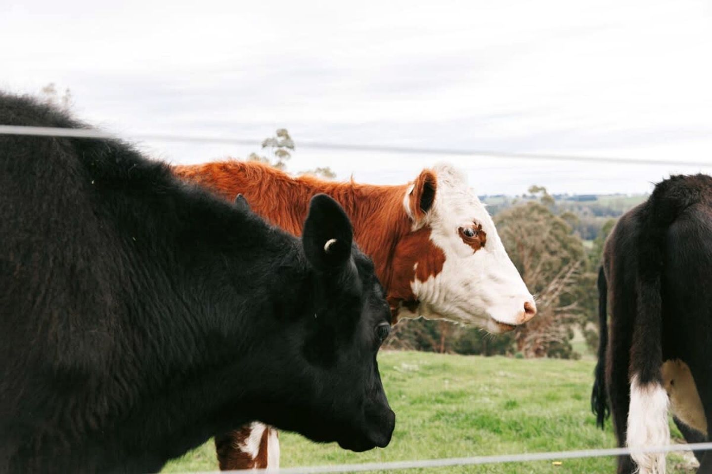 A group of cows in a fenced pasture with a hilly landscape in the background.