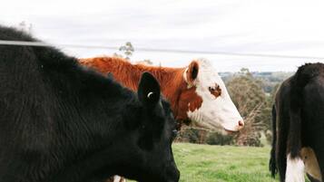 A group of cows in a fenced pasture with a hilly landscape in the background.