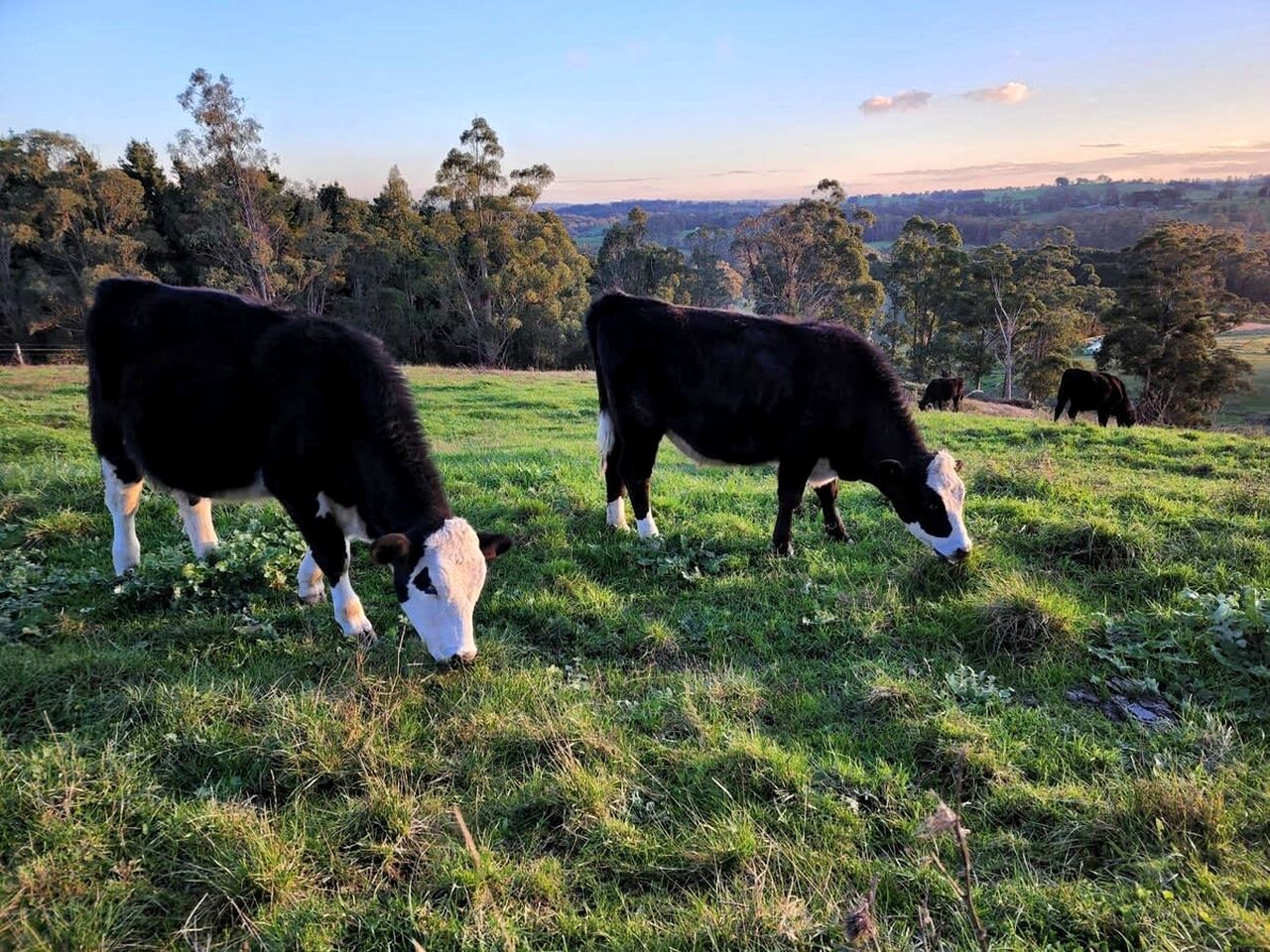 Un champ verdoyant où paissent des vaches, entouré d’arbres et sous un ciel dégagé.