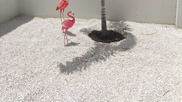 Una palmera pequeña en una maceta con dos flamencos rosados a su lado.