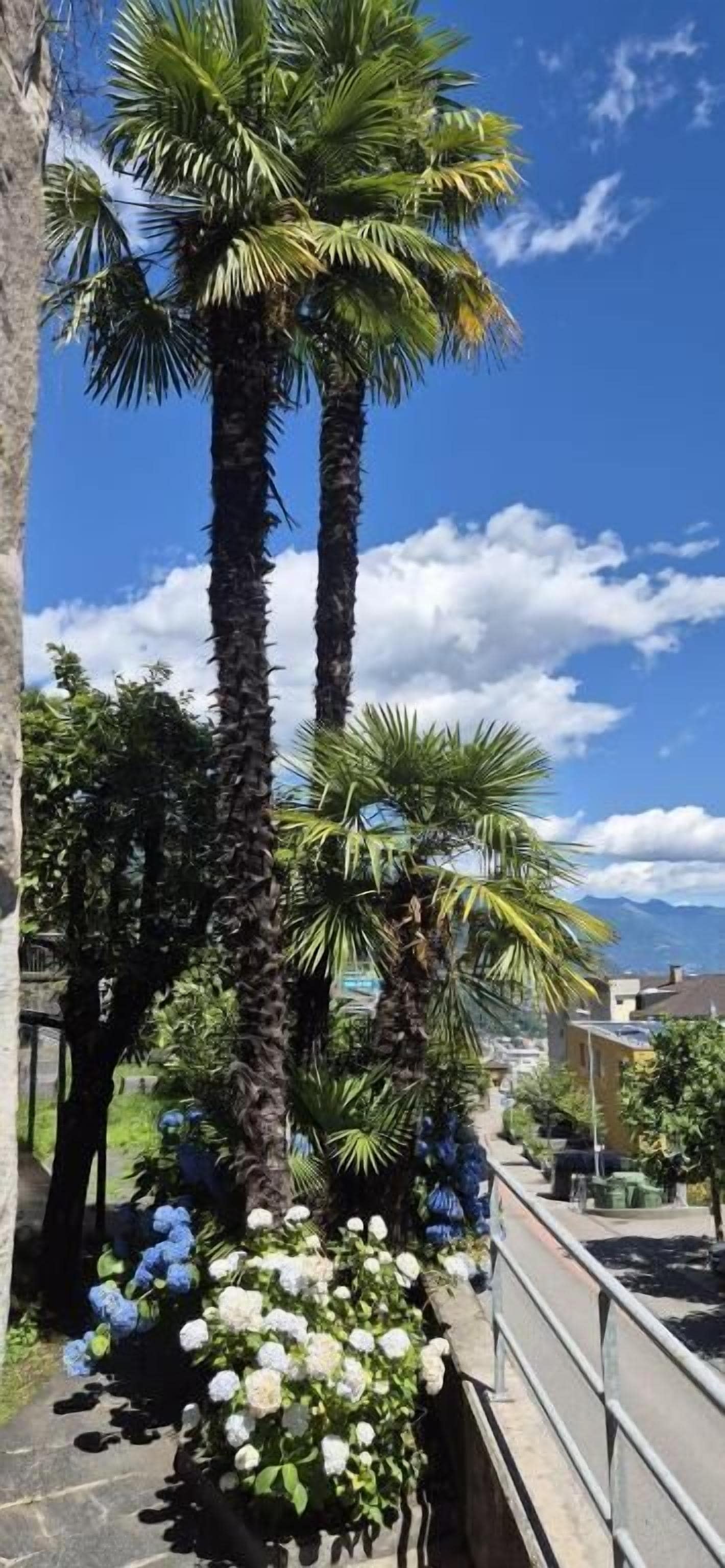 A pathway lined with palm trees and flowers, leading to a building with a clear blue sky in the background.