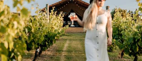 Un vignoble avec des rangées de vignes et un bâtiment en arrière-plan.