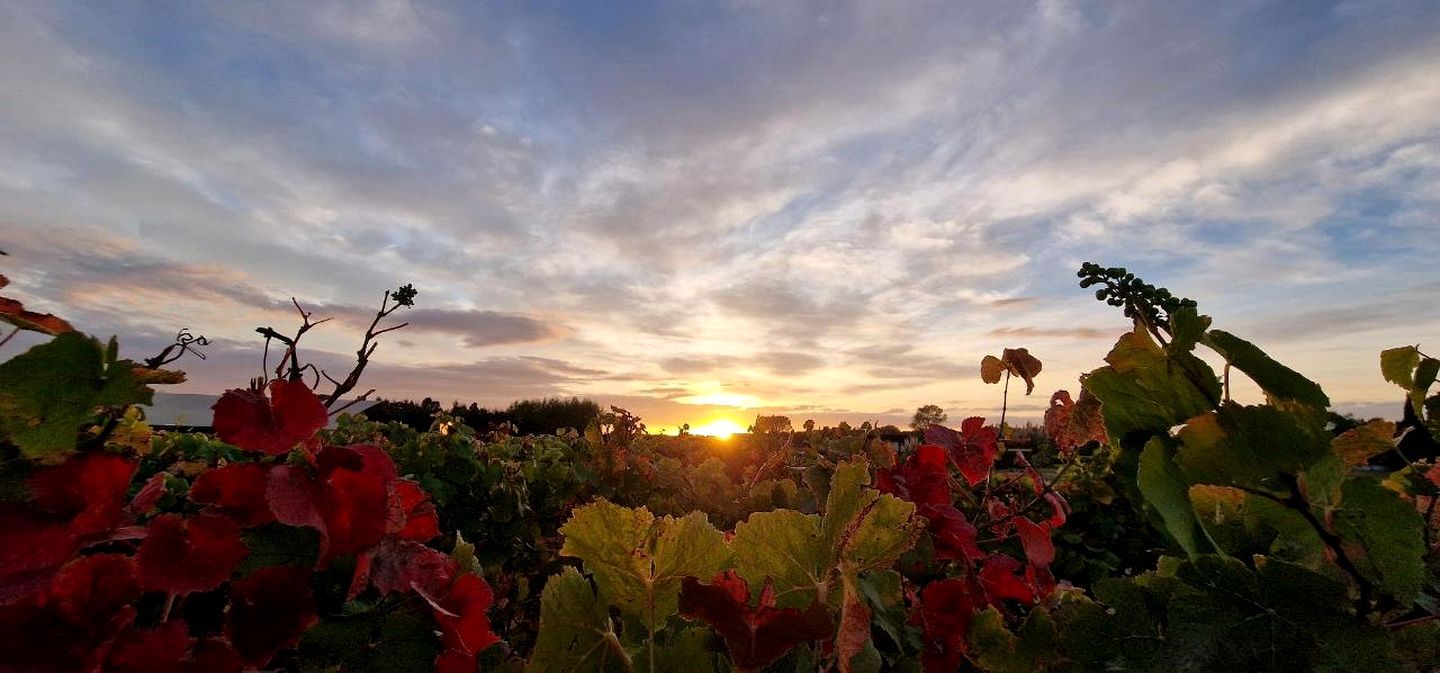 A vineyard with rows of grapevines and a sunset in the background.