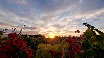 A vineyard with rows of grapevines and a sunset in the background.