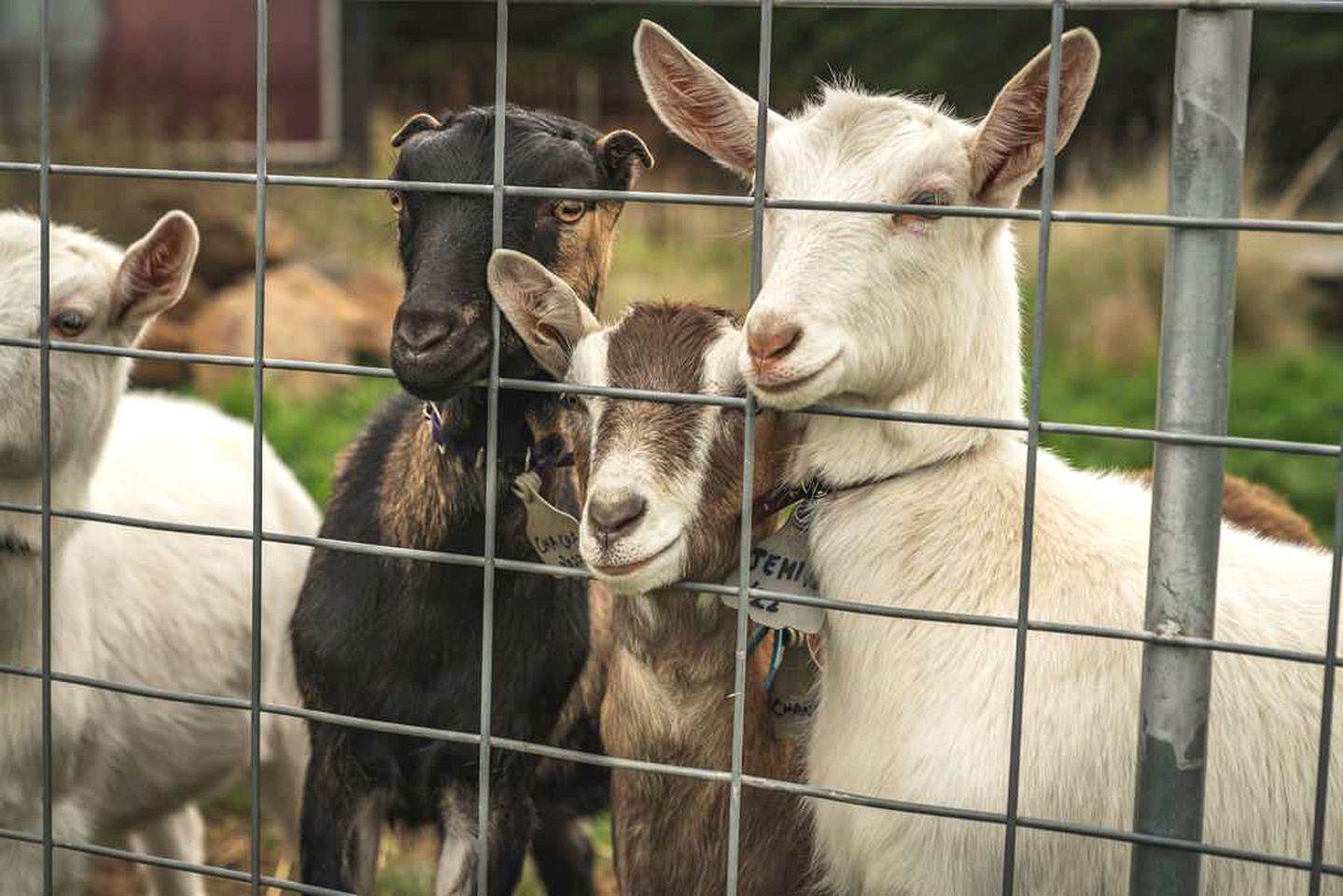 A group of goats behind a metal fence.