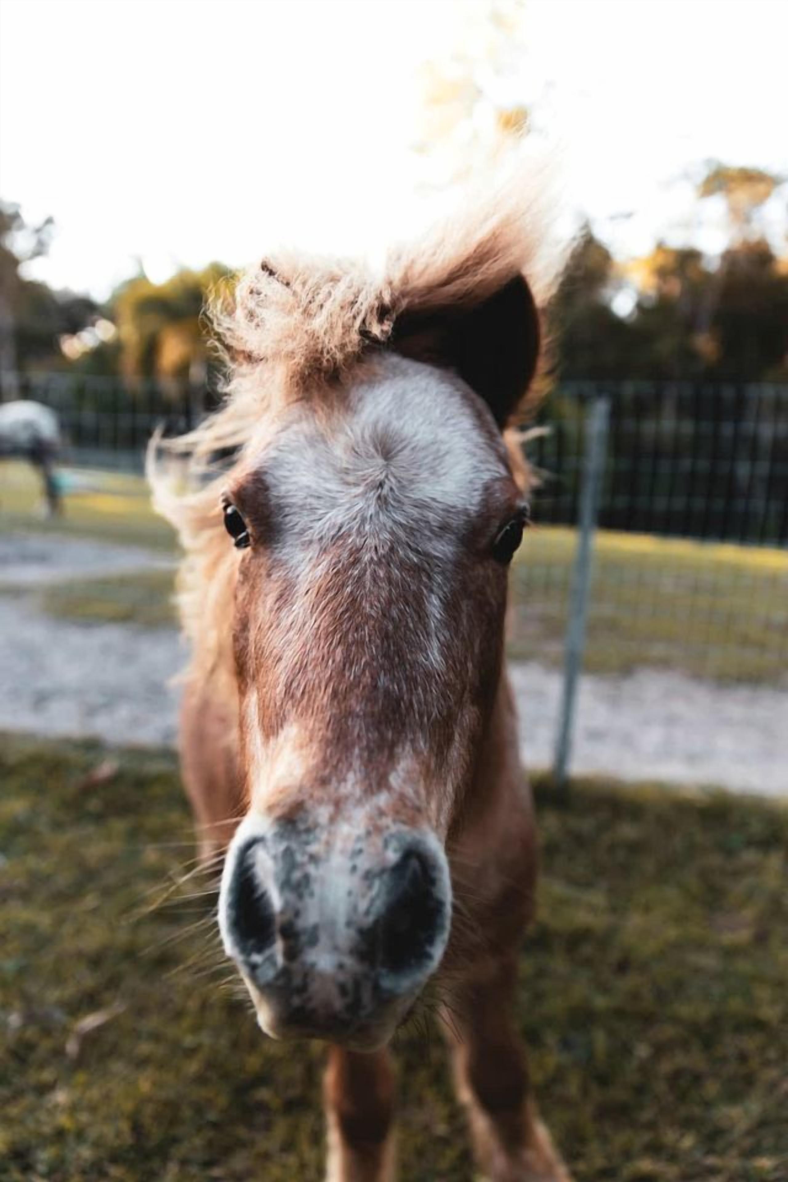 A close-up of a horse's face with a blurred background.
