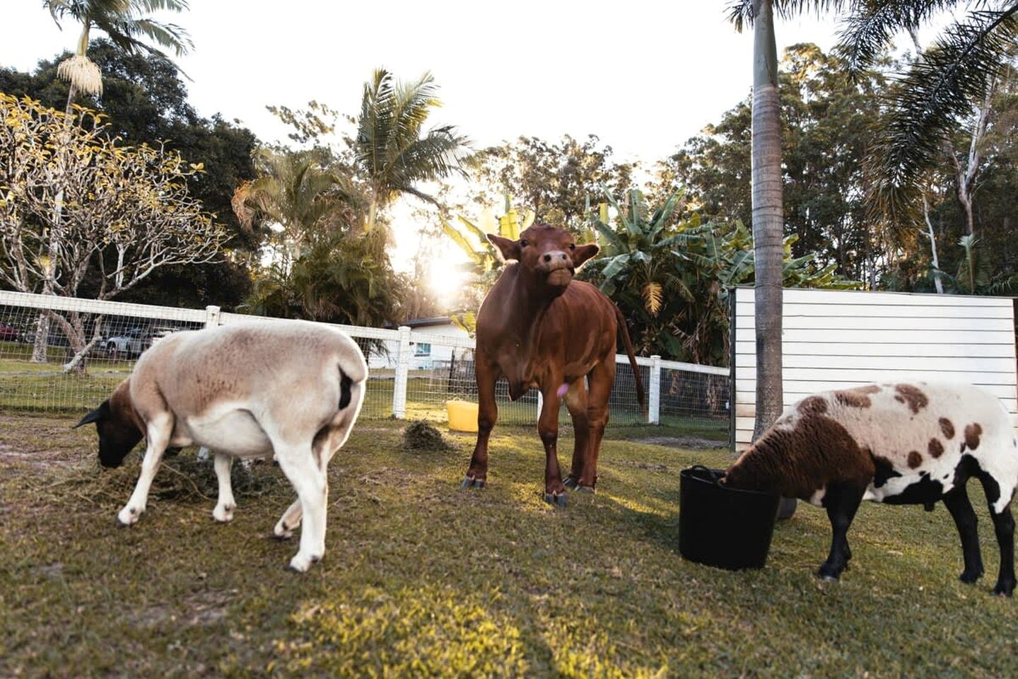 A fenced outdoor area with grass, a white building, and palm trees.