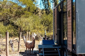 A llama standing near a wooden deck with a metal structure, surrounded by trees and a fence.