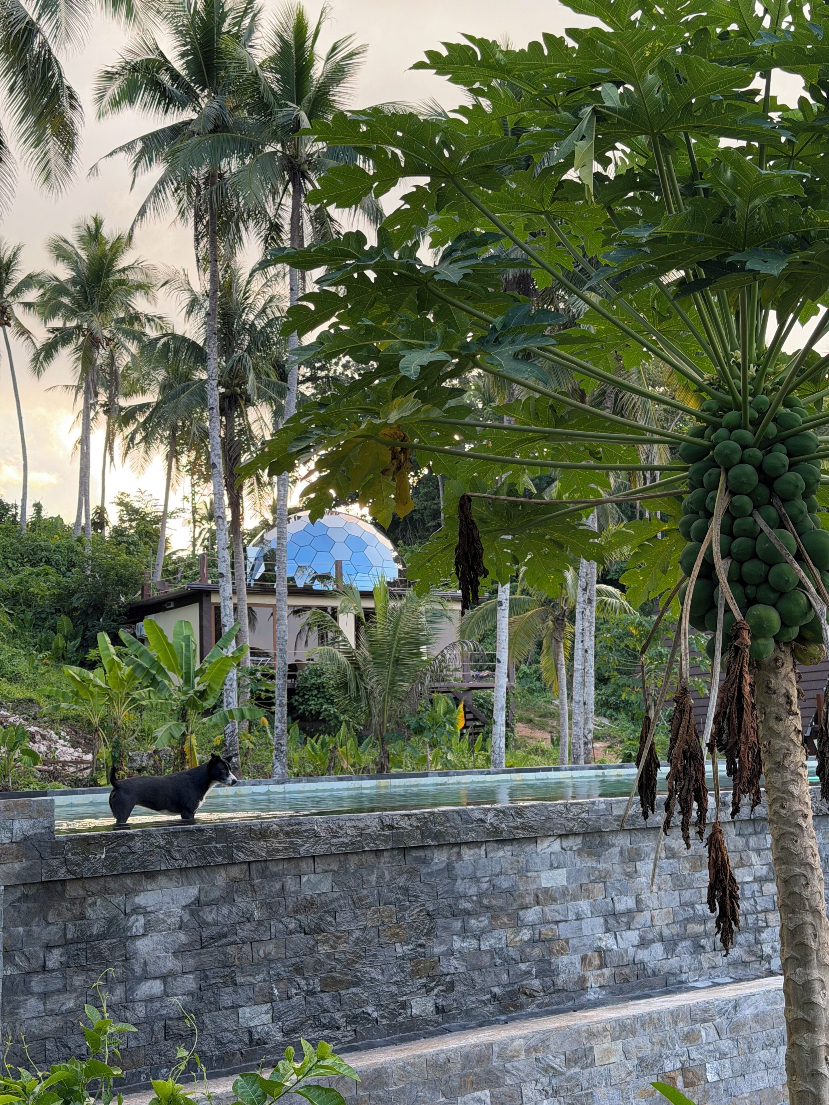 A stone wall with a dog, palm trees, and a building with a blue roof in the background.