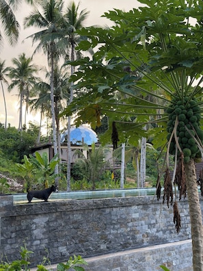 A stone wall with a dog, palm trees, and a building with a blue roof in the background. - Karuna Siargao Glamping (San Isidro)