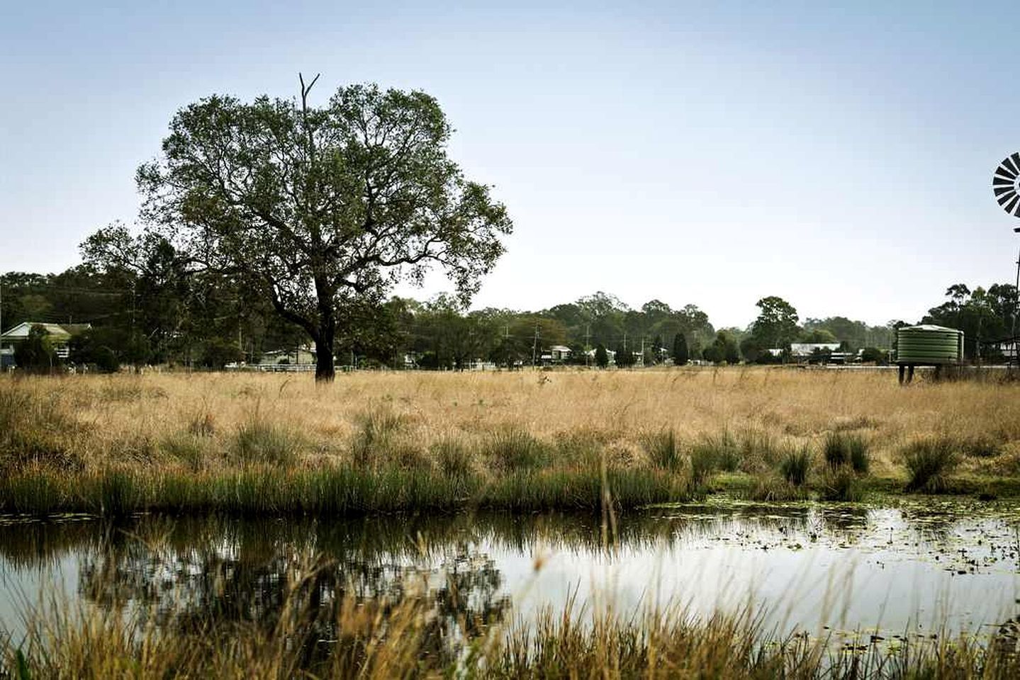 A rural landscape with a large tree, a body of water, and a windmill in the distance.