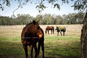 Un espacio al aire libre cercado con caballos pastando.