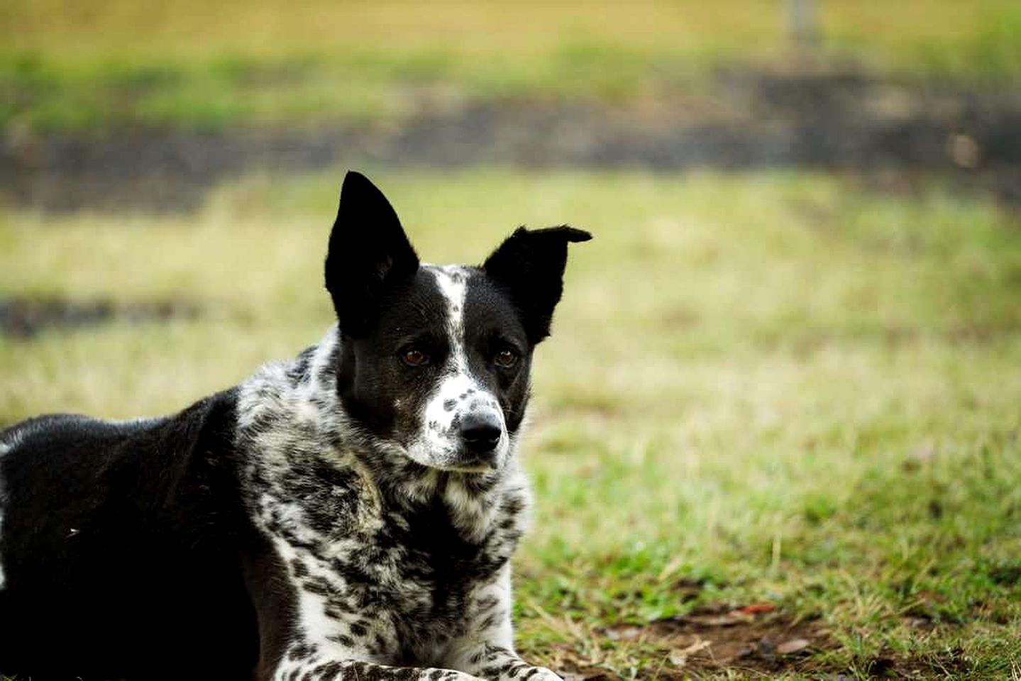 Un perro acostado sobre la hierba.