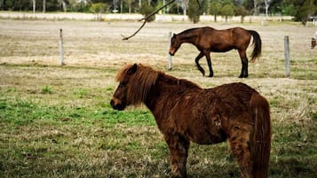 Een pony graast op een omheind veld, met een andere pony op de achtergrond.