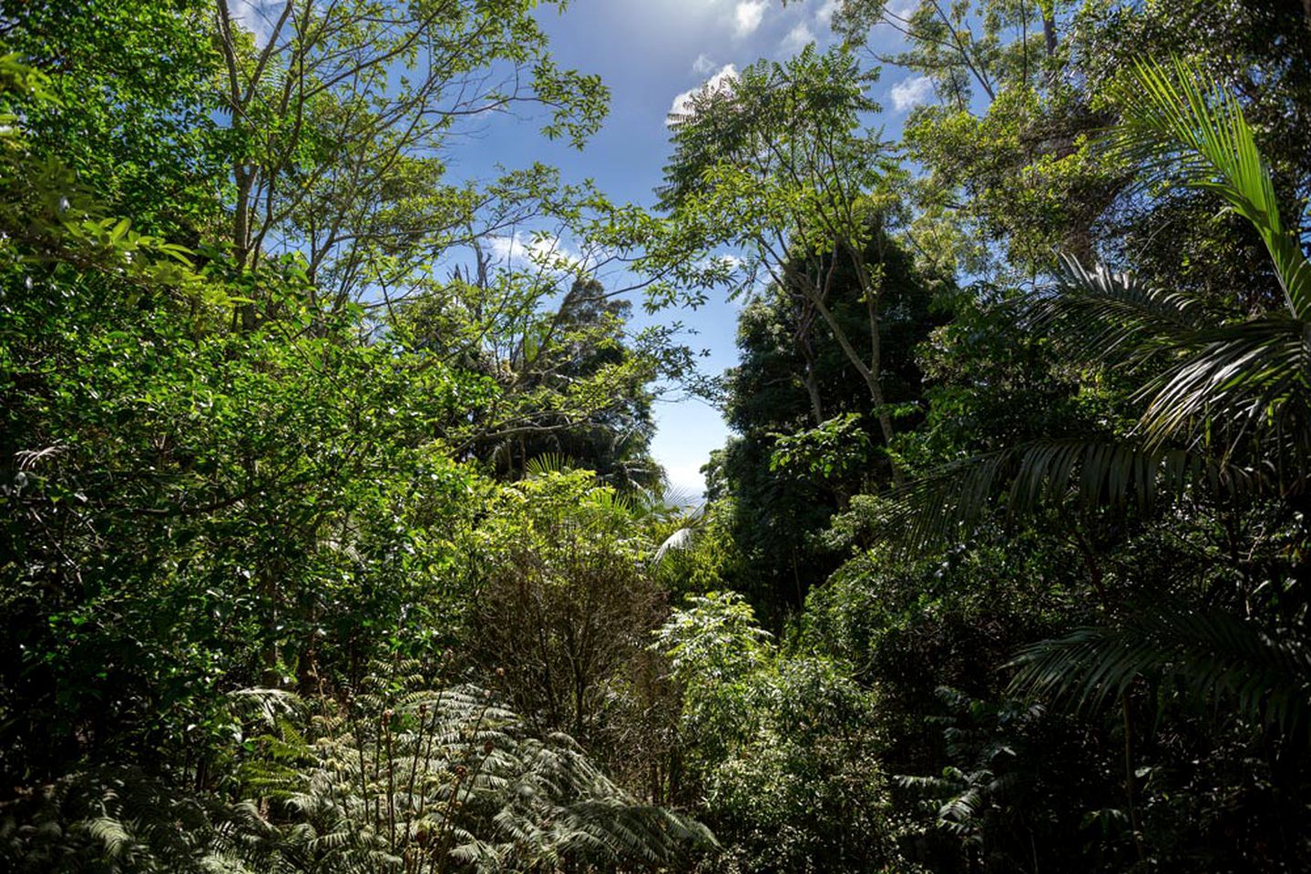 A dense forest with a variety of trees and ferns, a clear sky, and a rocky outcrop.