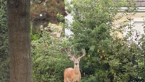 A deer standing in a grassy area with dense shrubbery and a house in the background.