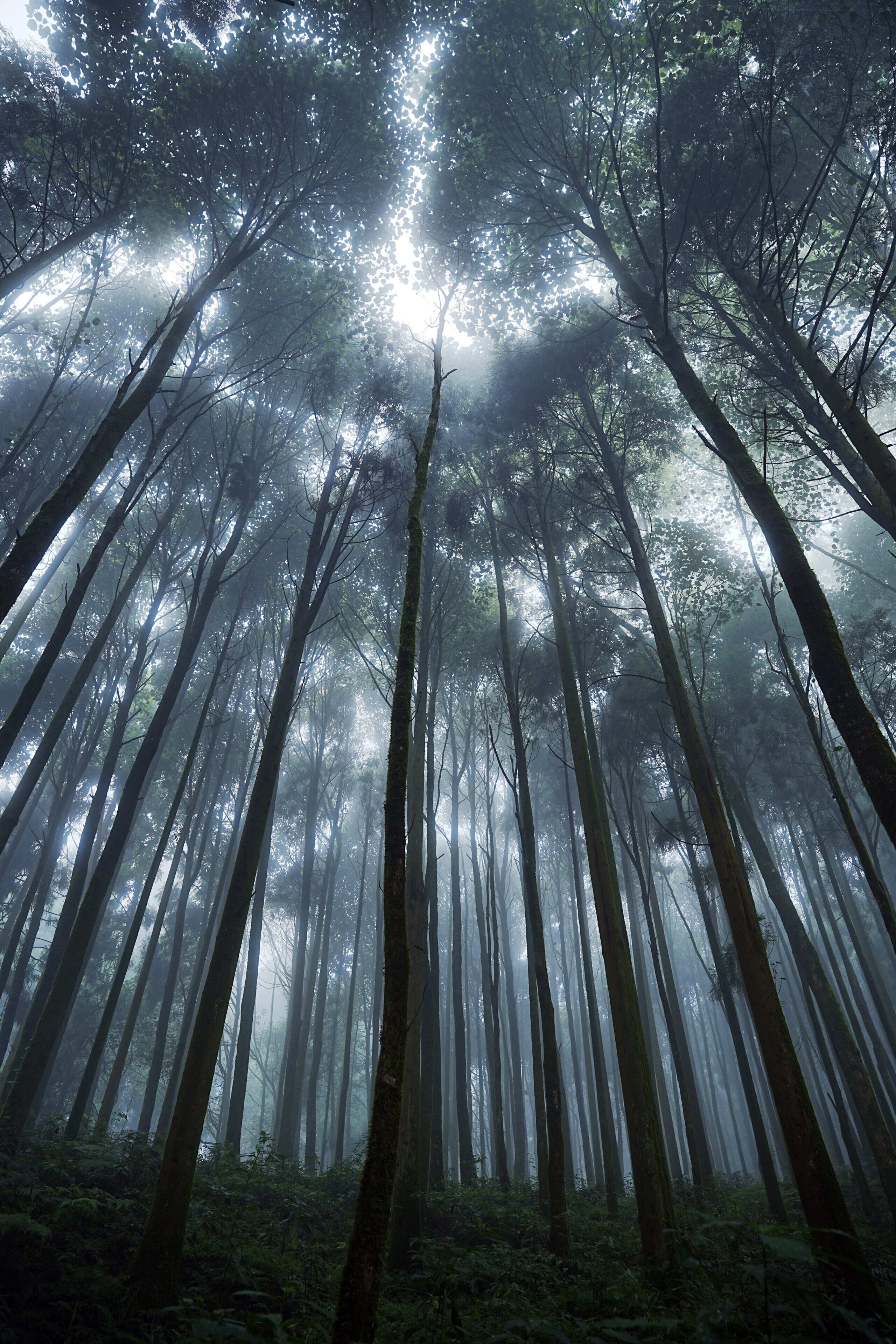 A dense forest with tall trees and a misty atmosphere.