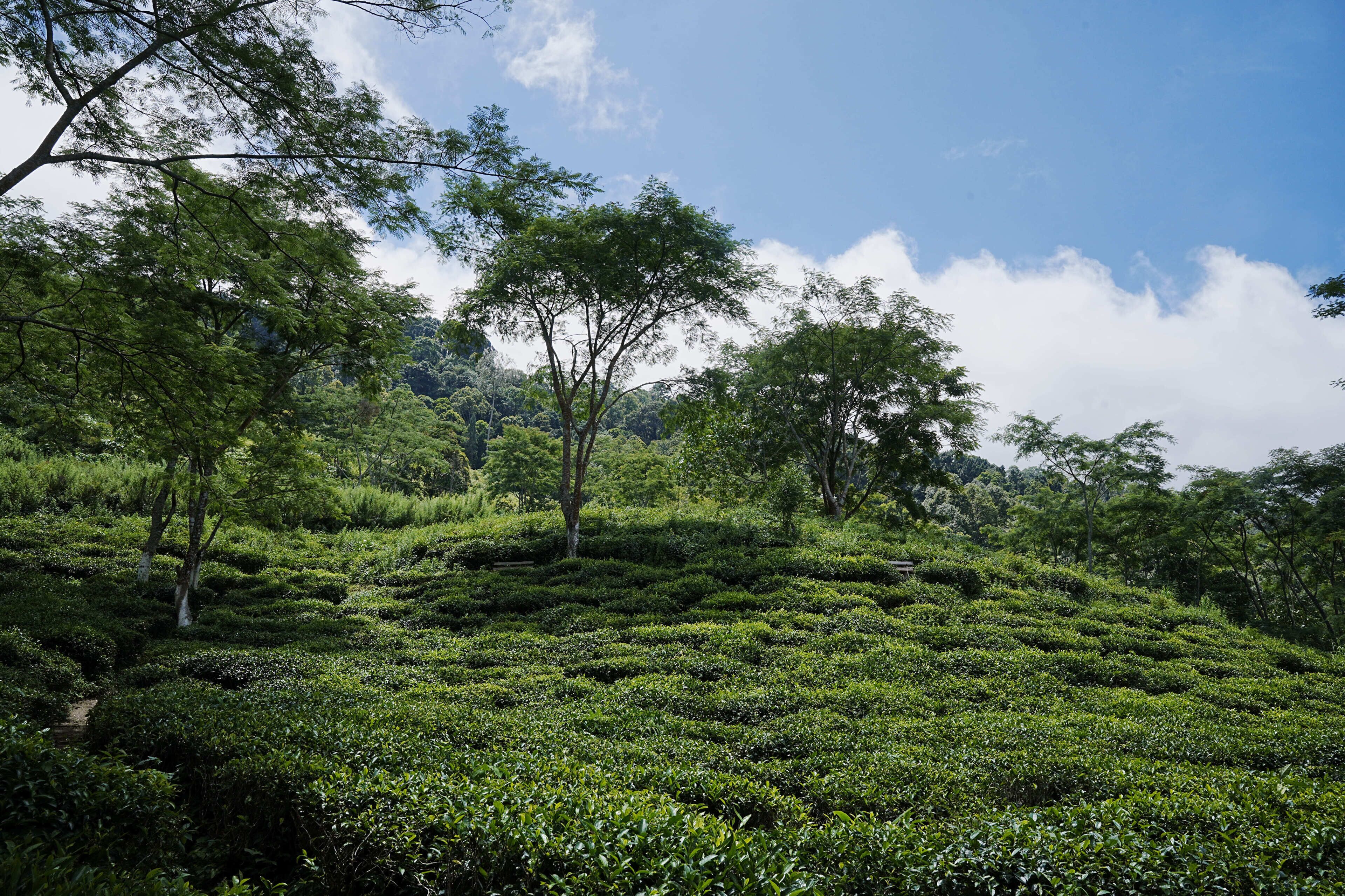 A lush tea plantation with terraced fields and trees.