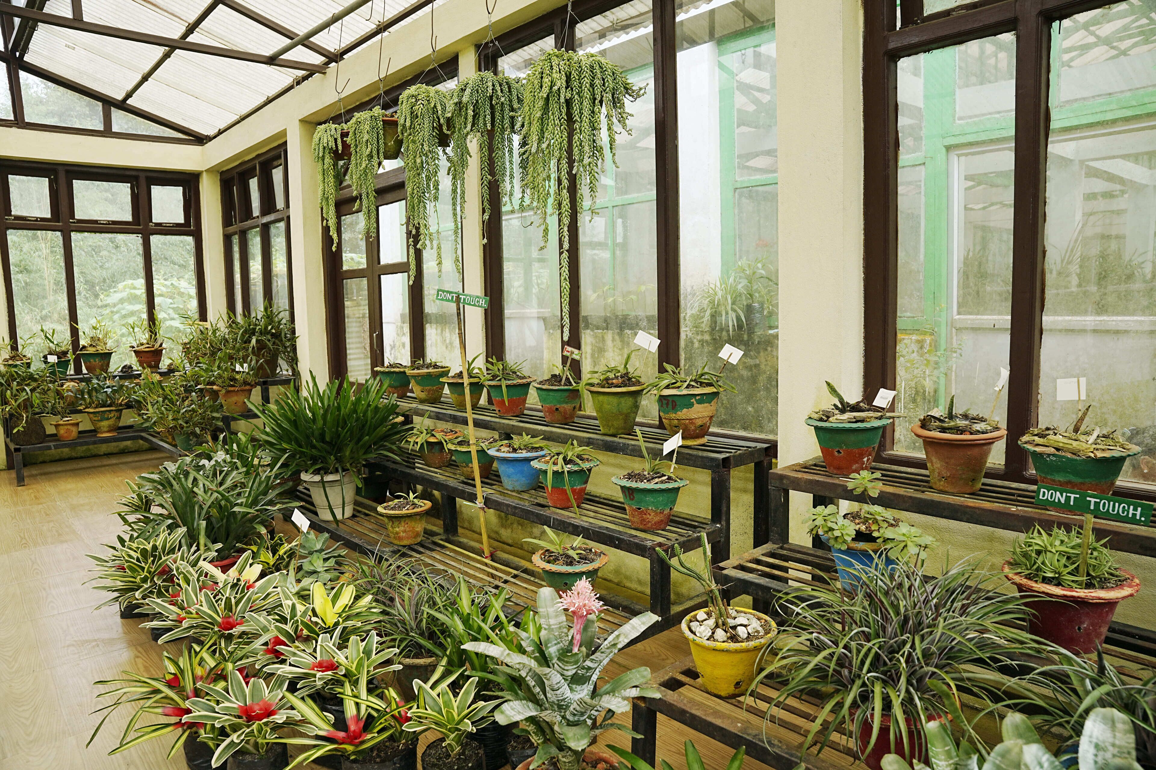 A greenhouse with various potted plants on shelves and hanging from the ceiling.