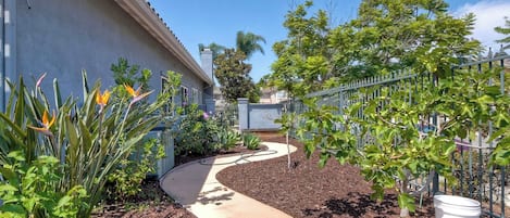 Un jardin résidentiel avec un chemin sinueux, diverses plantes et un seau blanc.