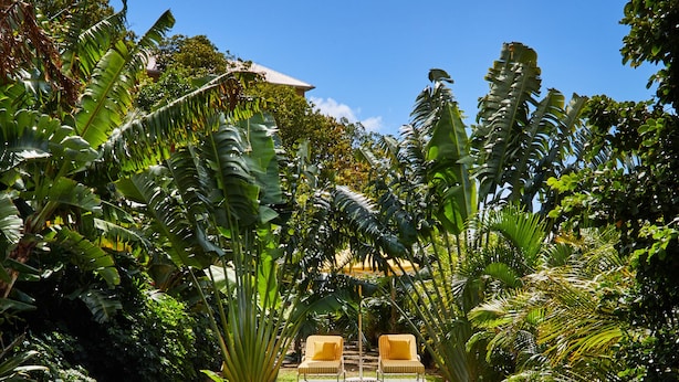 A clear pool with two yellow lounge chairs facing it, surrounded by lush tropical foliage.