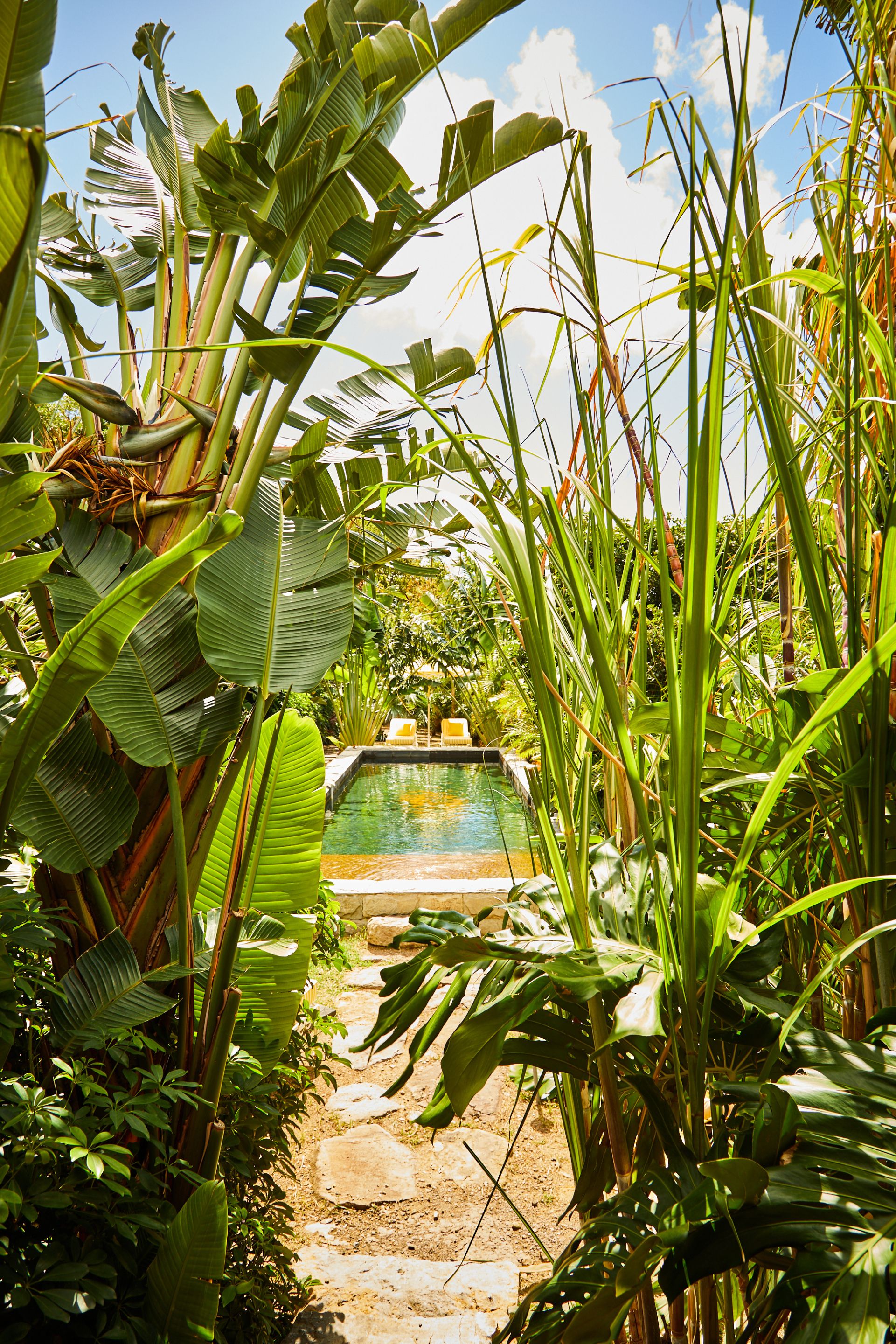 Un sendero conduce a una piscina rodeada de exuberante vegetación tropical.