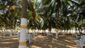 Una zona de playa con palmeras de tronco blanco y franjas amarillas, bancos blancos y arena.