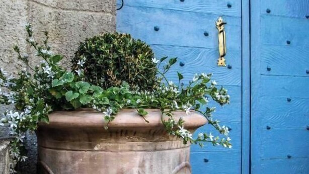 A large terracotta planter with a topiary and white flowers, positioned against a stone wall and a blue door with a brass handle.