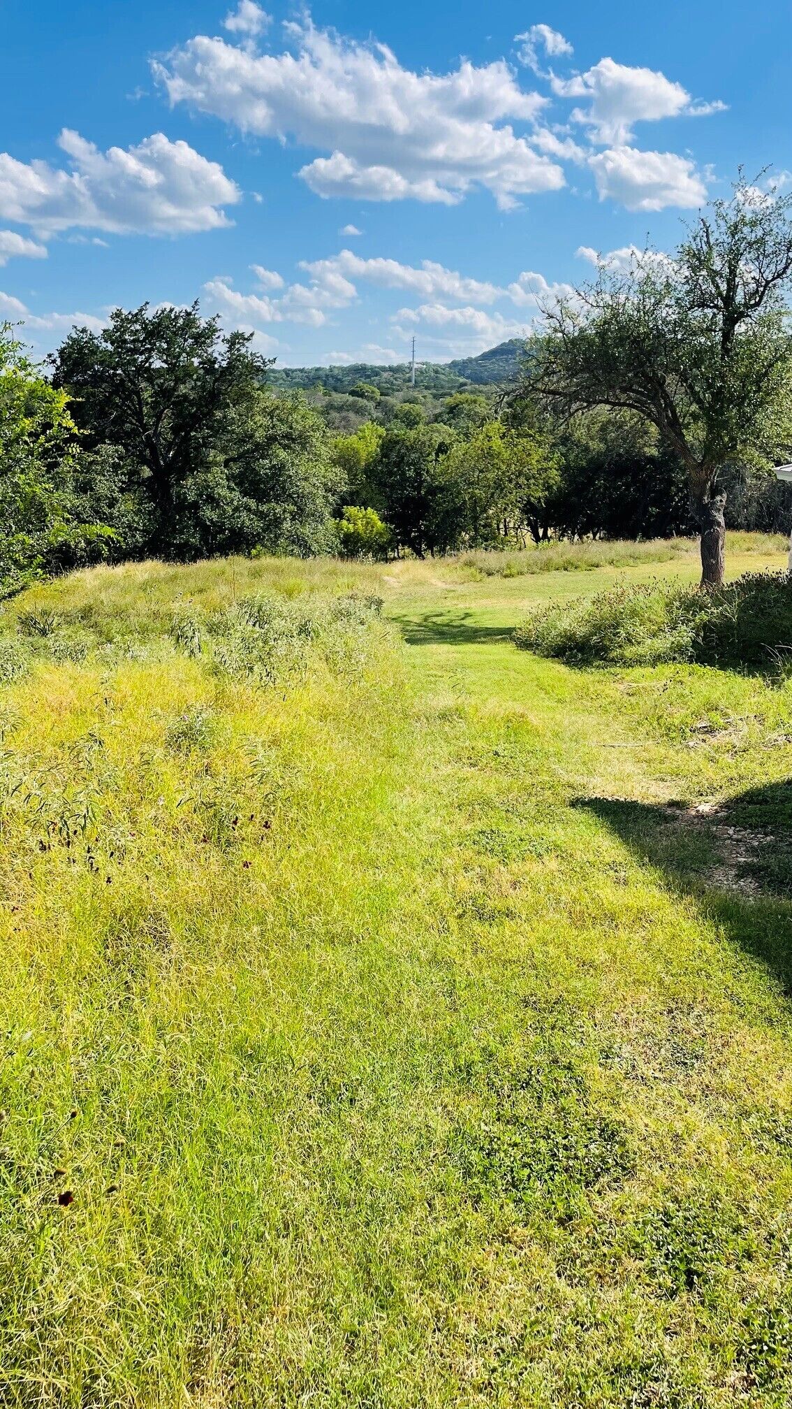 A grassy field with trees and a clear sky.