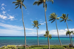 A coastal landscape with tall palm trees and a clear blue sky.