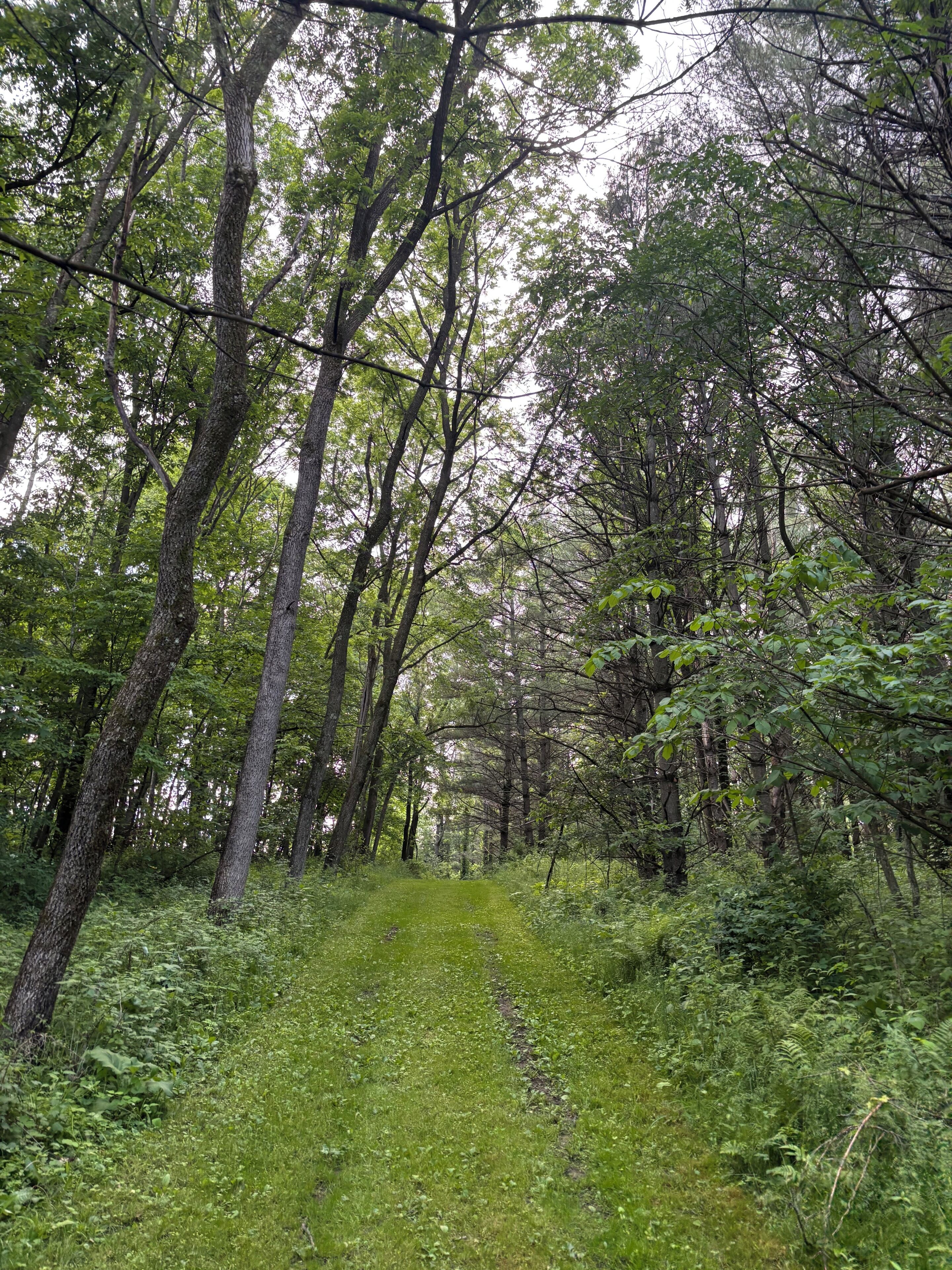 A forested area with a narrow path.