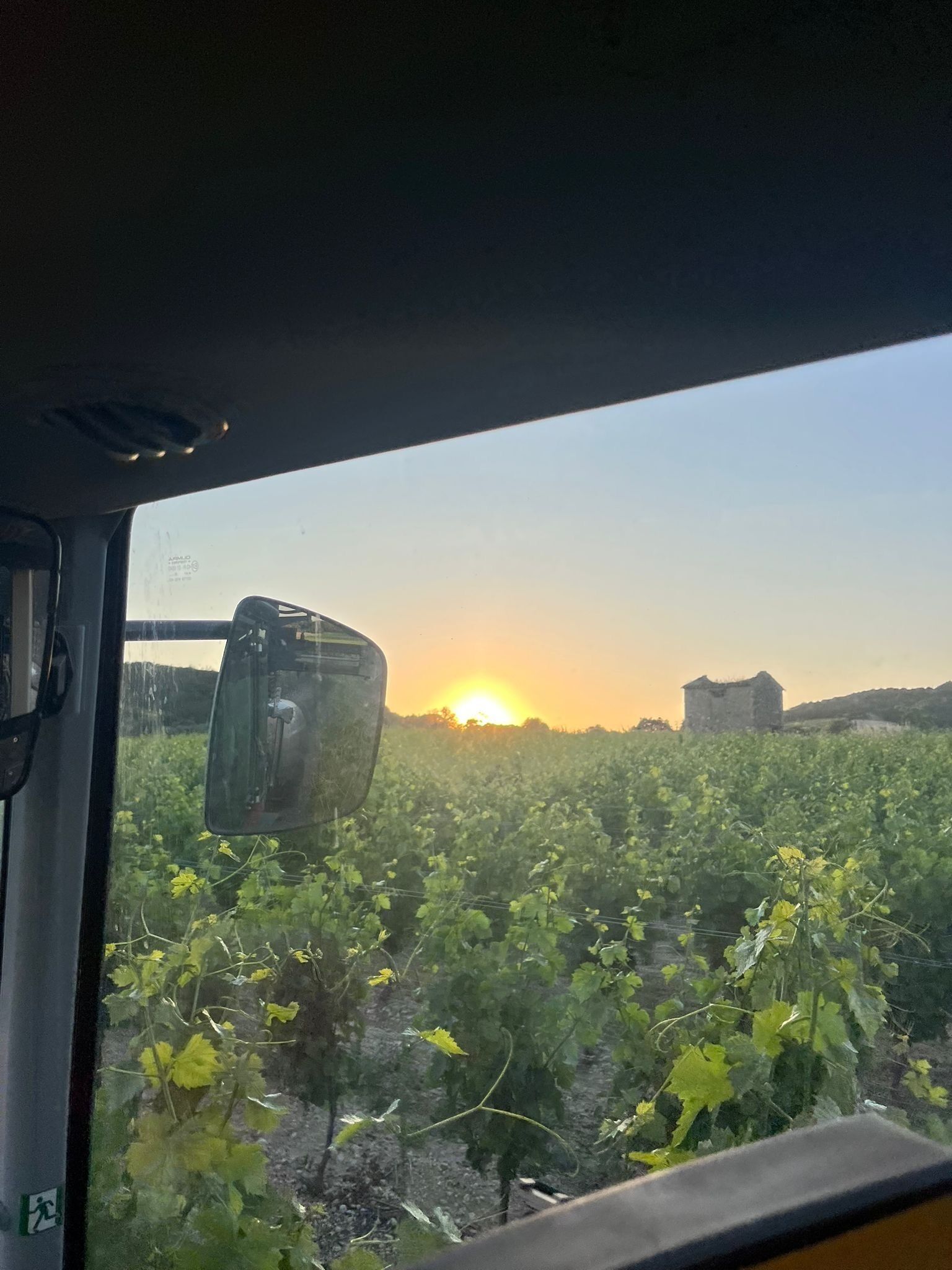 A vineyard with rows of grapevines and a building in the distance.