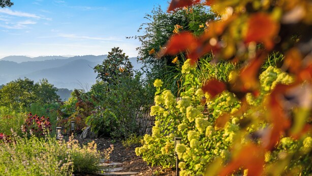 Ein Weinbergpfad mit Steinstufen, umgeben von üppiger Vegetation und blühenden Pflanzen.