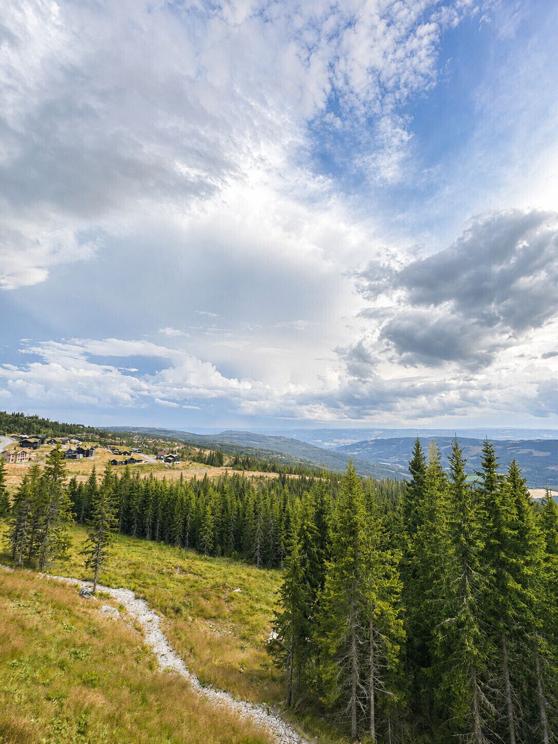 A rural landscape with a clear sky, a gravel path, and dense coniferous forest.