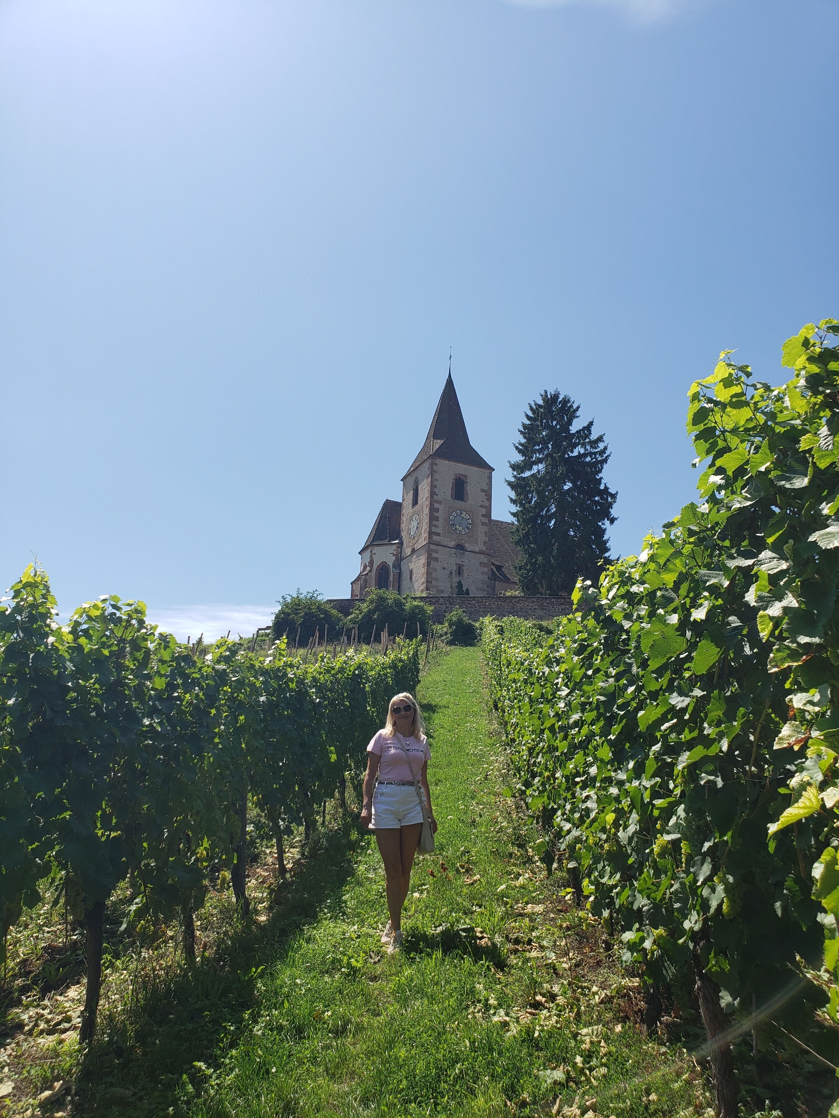 A vineyard path leading to a church with a tall spire, surrounded by lush greenery.