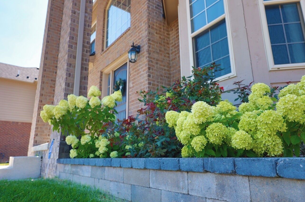 Un edificio de ladrillo con un muro de contención de piedra y arbustos de hortensia amarillos.