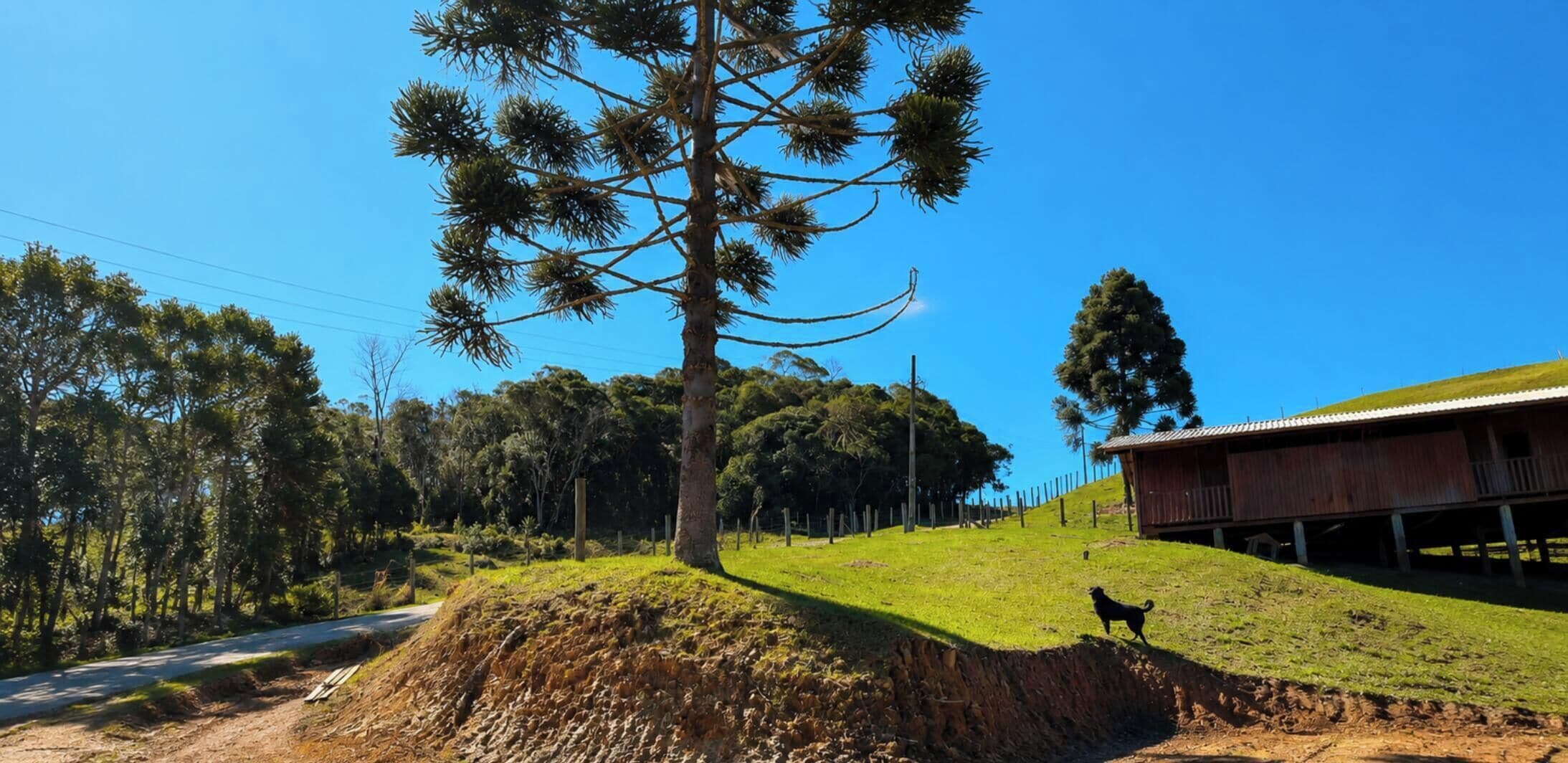 A rural landscape with a dirt road, a large tree, a fenced area, and a wooden building.