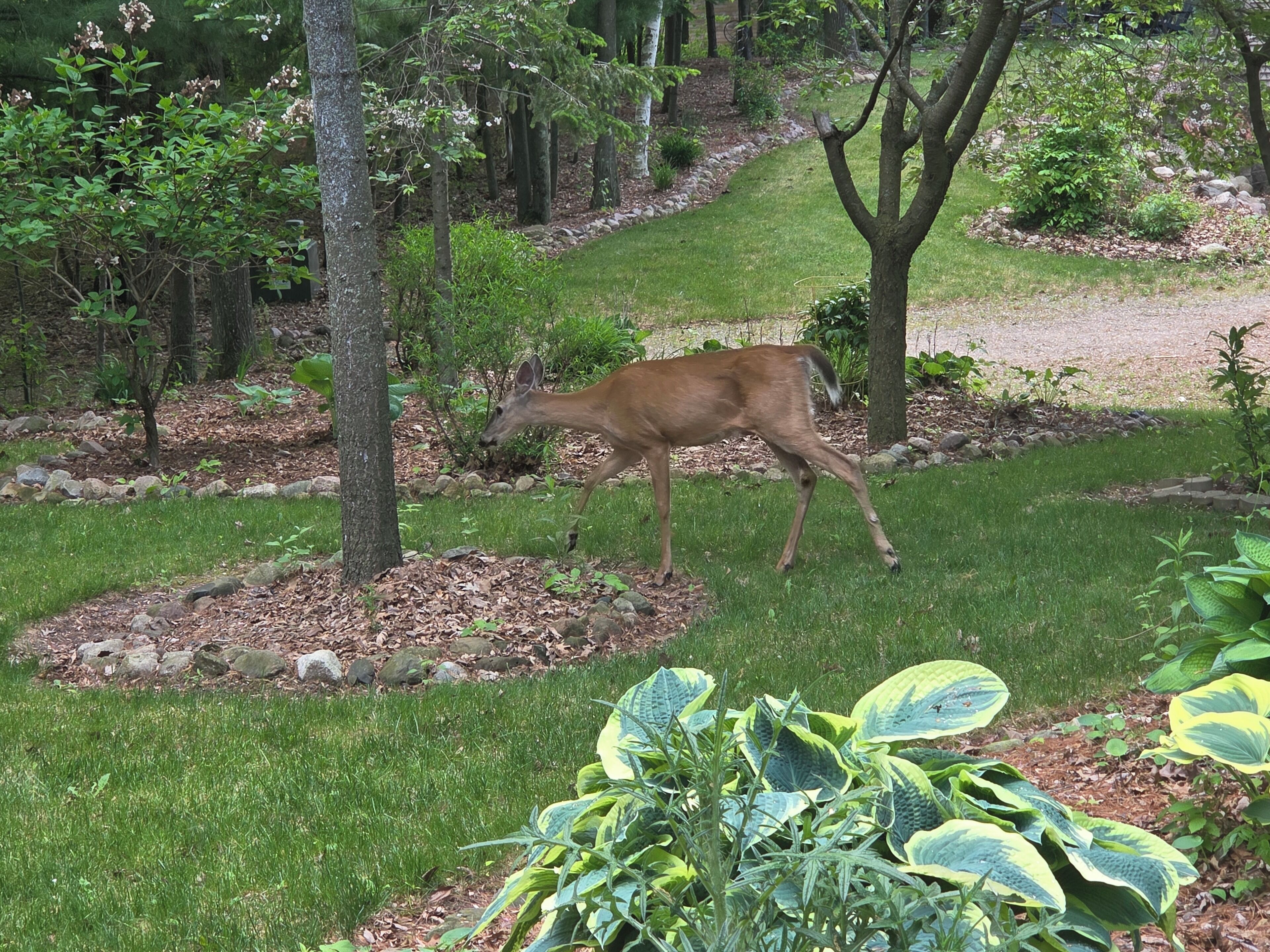 A deer in a landscaped garden with trees and shrubs.