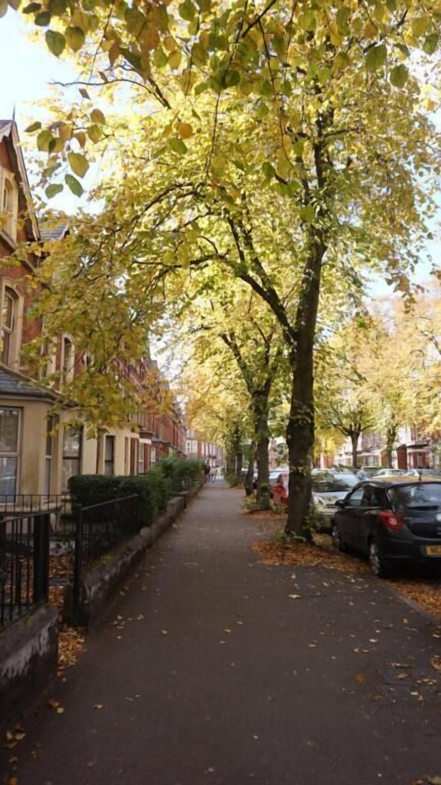 Eine von Bäumen gesäumte Straße mit parkenden Autos und Gebäuden an beiden Seiten.