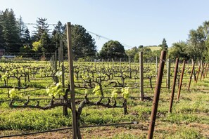 A vineyard with rows of grapevines supported by wooden stakes and metal wires.