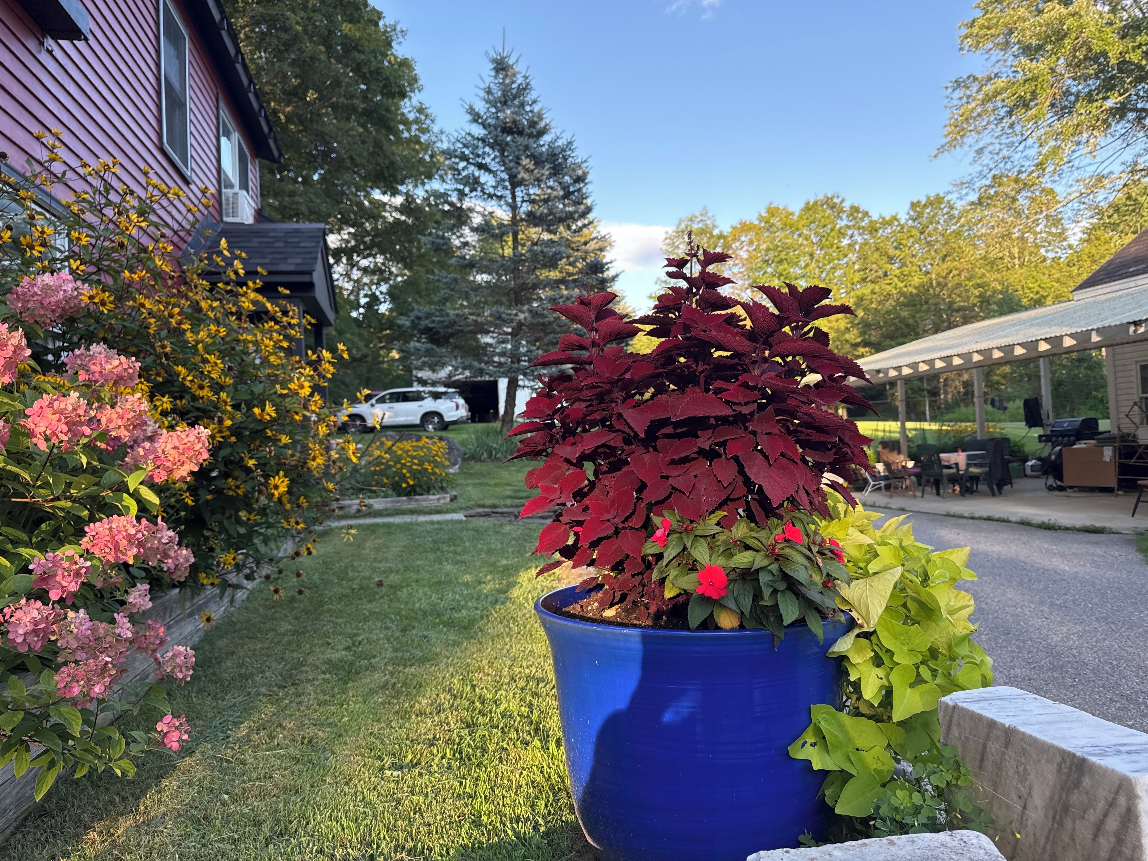 Un jardín con diversas flores y una maceta azul en primer plano.