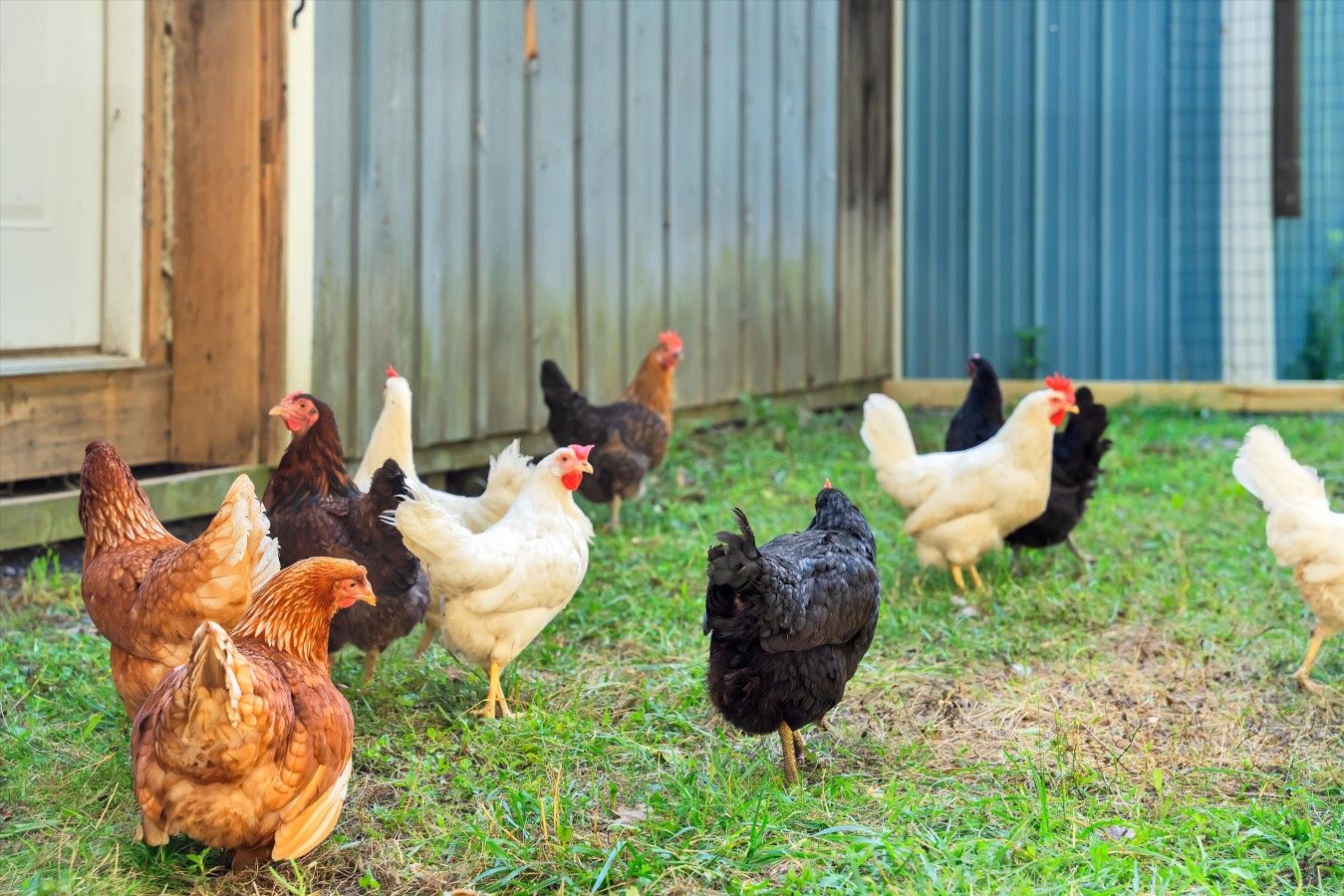 A group of chickens in a grassy outdoor area with a wooden structure in the background.